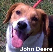 John Deere, an adoptable Beagle, Treeing Walker Coonhound in Tahlequah, OK, 74465 | Photo Image 2