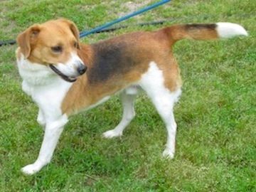 John Deere, an adoptable Beagle, Treeing Walker Coonhound in Tahlequah, OK, 74465 | Photo Image 3