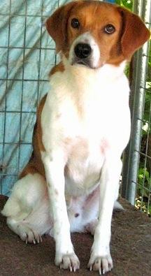 John Deere, an adoptable Beagle & Treeing Walker Coonhound Mix in Tahlequah, OK_image-4