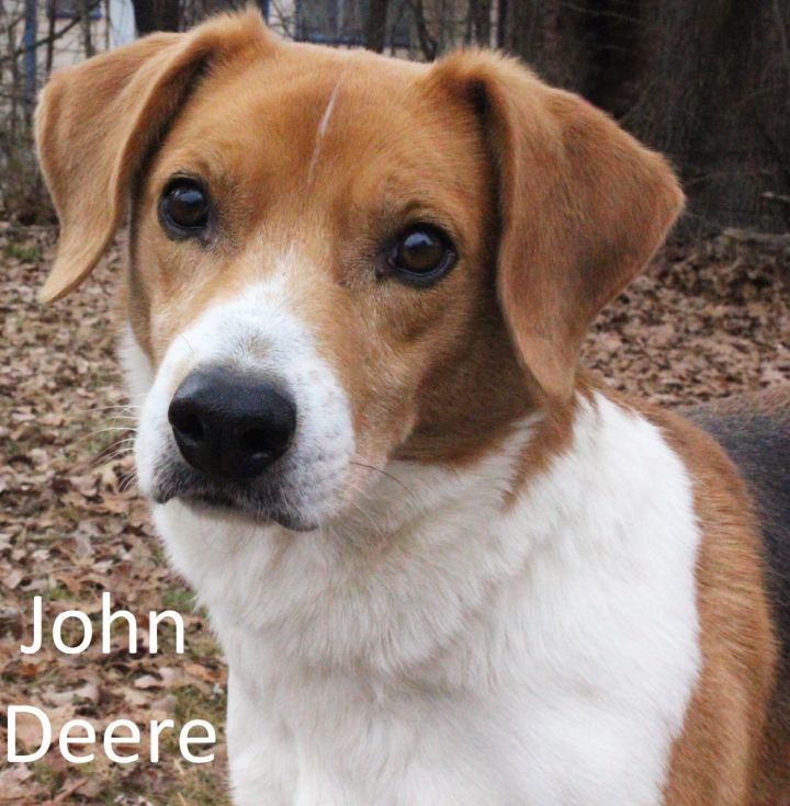 John Deere, an adoptable Beagle & Treeing Walker Coonhound Mix in Tahlequah, OK_image-1