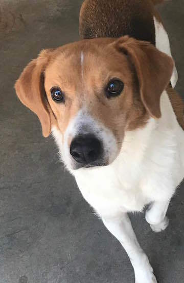John Deere, an adoptable Beagle & Treeing Walker Coonhound Mix in Tahlequah, OK_image-5