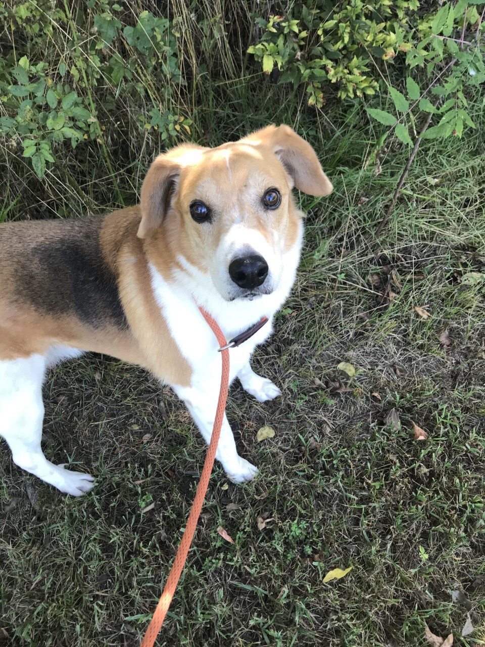 John Deere, an adoptable Beagle, Treeing Walker Coonhound in Tahlequah, OK, 74465 | Photo Image 6