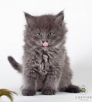 Persian Mix Kittens