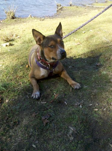 Gracie, an adoptable Australian Cattle Dog / Blue Heeler in Rock Hill, SC, 29731 | Photo Image 1