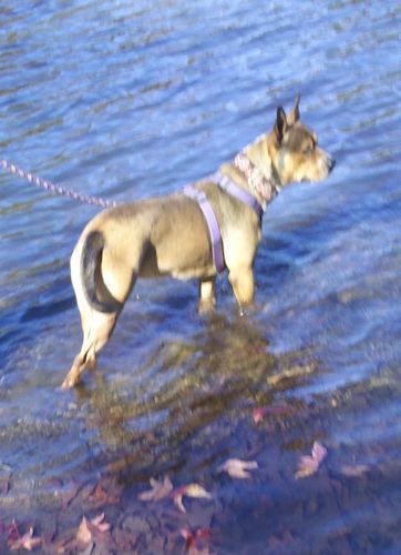 Gracie, an adoptable Australian Cattle Dog / Blue Heeler in Rock Hill, SC, 29731 | Photo Image 2