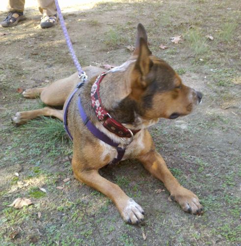 Gracie, an adoptable Australian Cattle Dog / Blue Heeler in Rock Hill, SC, 29731 | Photo Image 3