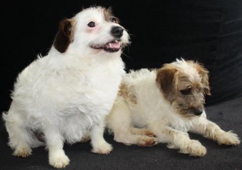 NJ - Eddie, an adopted Poodle & Jack Russell Terrier Mix in Bordentown, NJ_image-3