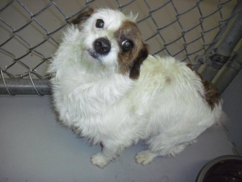 NJ - Shirley, an adopted Poodle & Jack Russell Terrier Mix in Bordentown, NJ_image-2