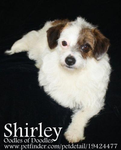 Nj Shirley detail page