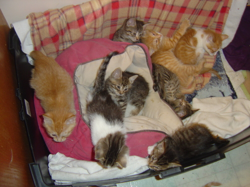 Orange and Brown Tabby Kittens