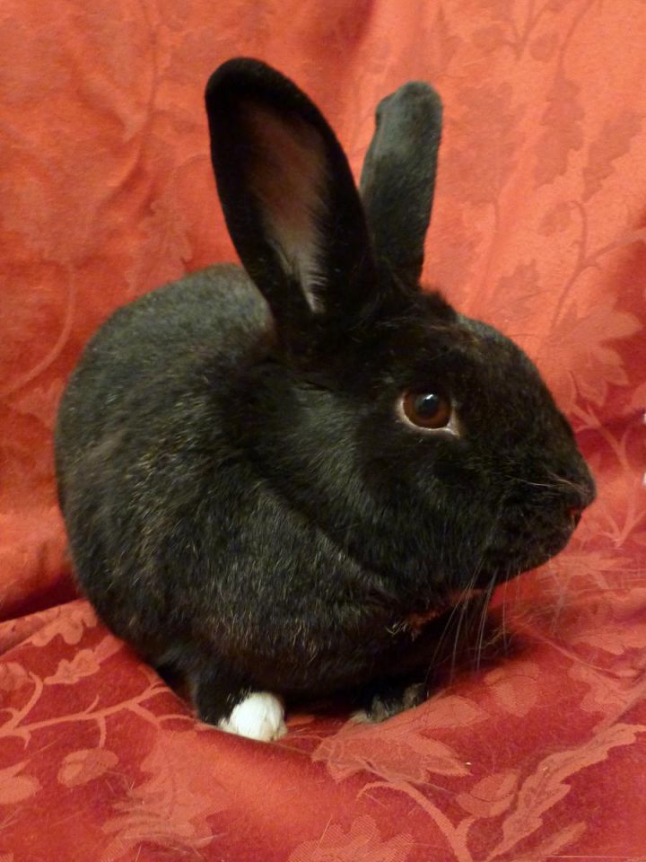 Bonnie, an adopted Bunny Rabbit in Centreville, VA_image-1