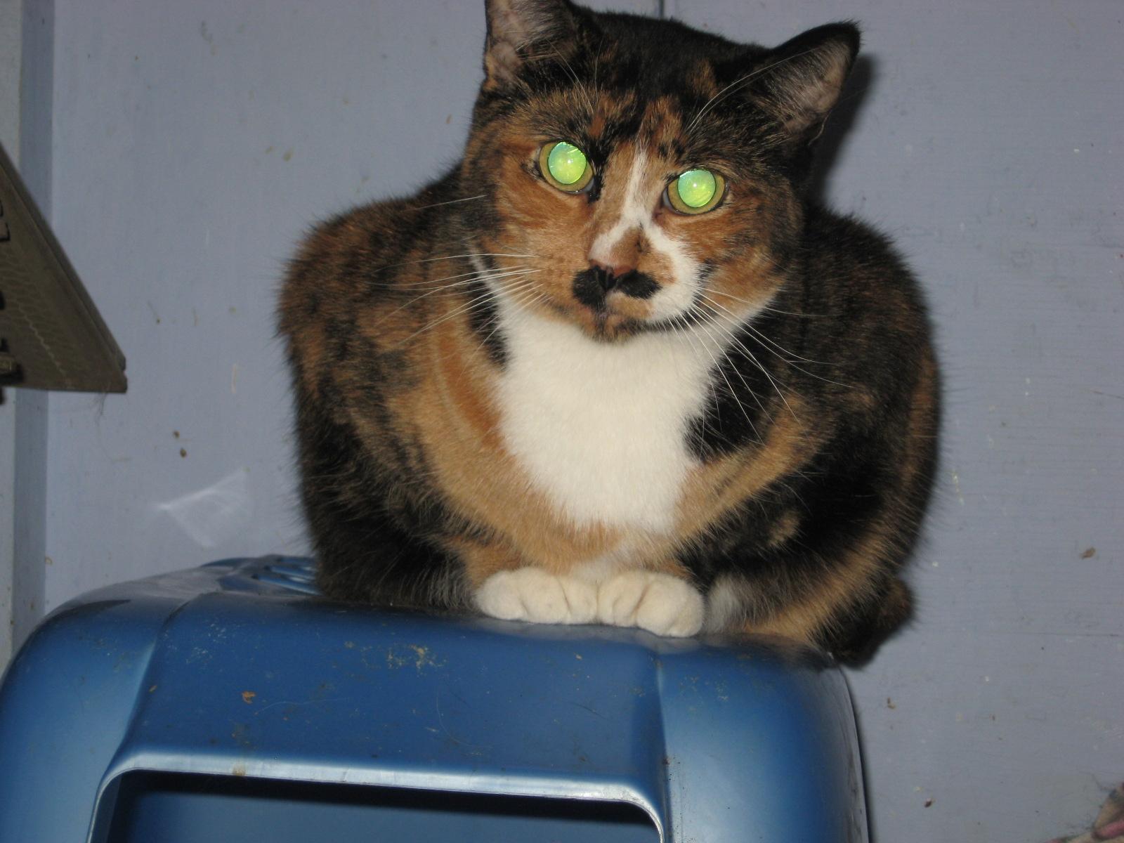 Biscotti, an adoptable Calico, Domestic Short Hair in Coos Bay, OR, 97420 | Photo Image 2