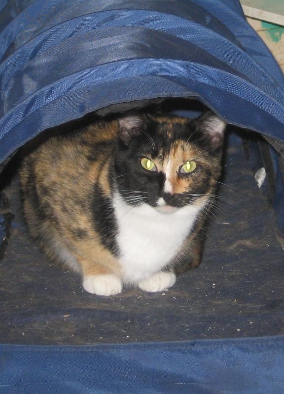 Biscotti, an adoptable Calico, Domestic Short Hair in Coos Bay, OR, 97420 | Photo Image 3