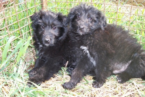 Sheltie/Poodle Puppies 2