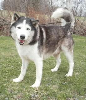 Tundra- foster home needed 1