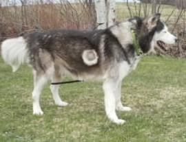 Tundra- foster home needed 2
