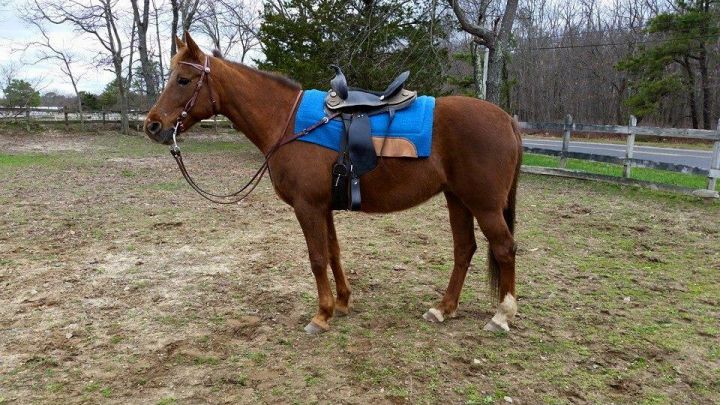 Red Cookie (W-T-C Western/English), an adopted Standardbred in Howell, NJ_image-1