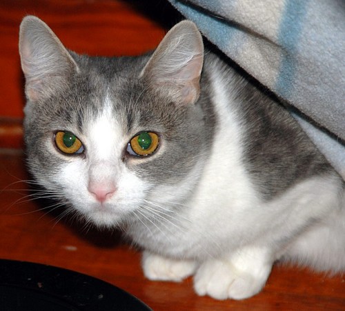 Serge, an adoptable Domestic Short Hair in Leitchfield, KY, 42754 | Photo Image 1