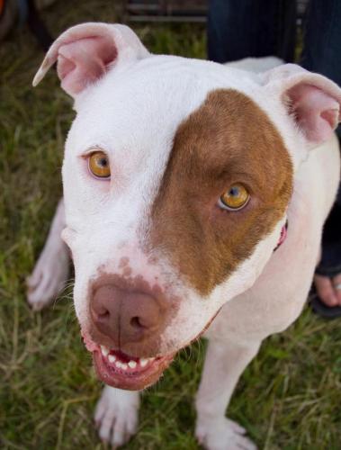 Hope (Local), an adopted Pit Bull Terrier & American Bulldog Mix in Warren, RI_image-1