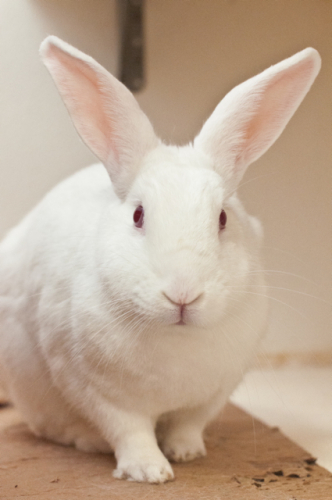 Stanley, an adopted Florida White in Richmond, CA_image-1