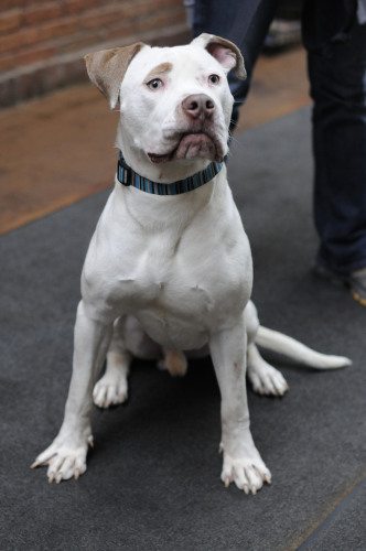 Hunk, an adopted American Bulldog & Boxer Mix in Chicago, IL_image-3