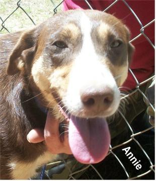 Annie, an adopted Terrier & Spaniel Mix in Ozark, AL_image-3