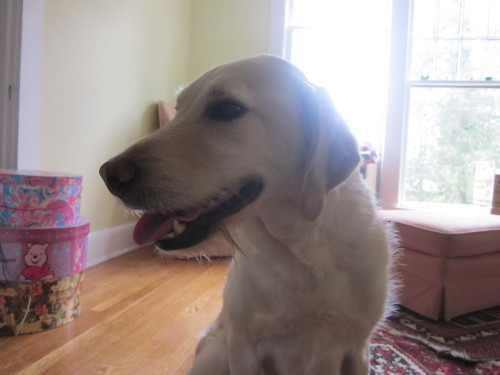 OH - Priscilla and Sam, an adopted Labrador Retriever & Poodle Mix in Jackson, NJ_image-2