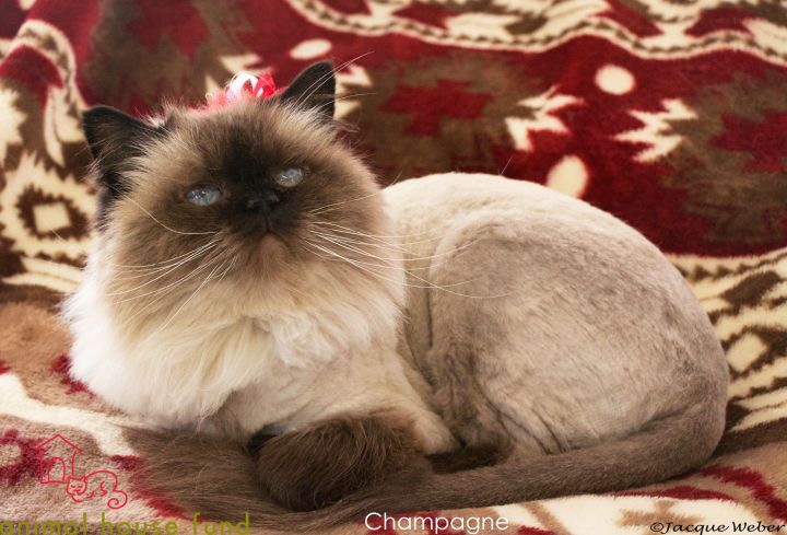 Champagne, an adopted Himalayan in St. Louis, MO_image-1