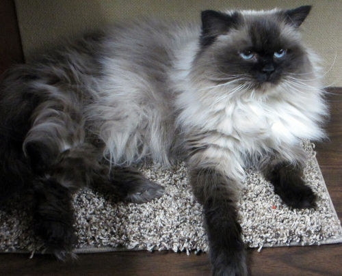 Champagne, an adopted Himalayan in St. Louis, MO_image-3