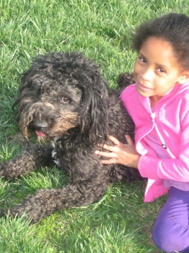MD - Shamrock, an adopted Australian Shepherd & Poodle Mix in Towson, MD_image-1