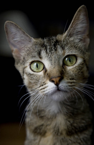 Bunny, an adopted Domestic Short Hair in Chicago, IL_image-1