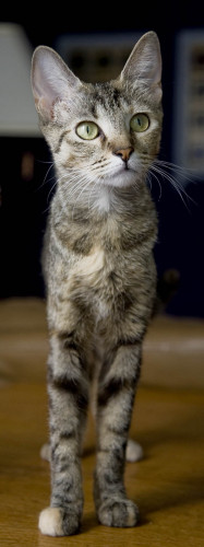 Bunny, an adopted Domestic Short Hair in Chicago, IL_image-3