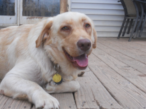 Sebastian, an adopted Labrador Retriever in Asheville, NC_image-1