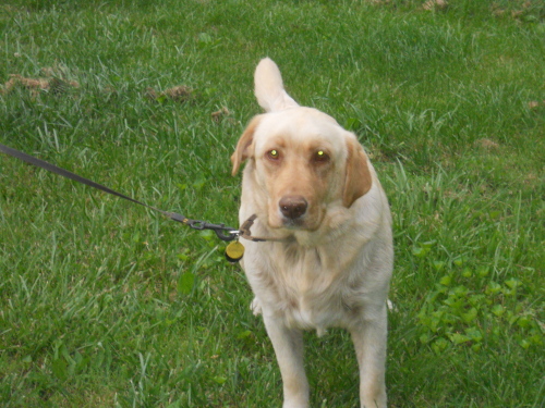 Sebastian, an adopted Labrador Retriever in Asheville, NC_image-2