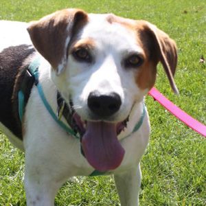Sandy - I am a Training School Graduate!, an adopted Treeing Walker Coonhound & Hound Mix in Andover, MA_image-2