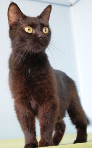 Thin Mint  **Adoption Special**