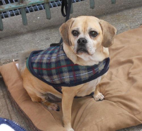 NOELLE, an adoptable Beagle & Pug Mix in Hempstead, NY_image-1