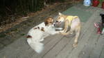 Jake, an adopted German Shepherd Dog & Labrador Retriever Mix in Hillsboro, OR_image-2