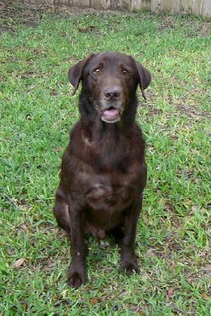 Buddy, an adoptable Chocolate Labrador Retriever in Austin, TX, 78708 | Photo Image 1