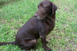 Buddy, an adoptable Chocolate Labrador Retriever in Austin, TX, 78708 | Photo Image 2