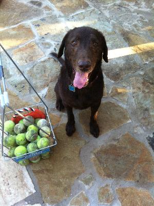 Buddy, an adoptable Chocolate Labrador Retriever in Austin, TX, 78708 | Photo Image 3