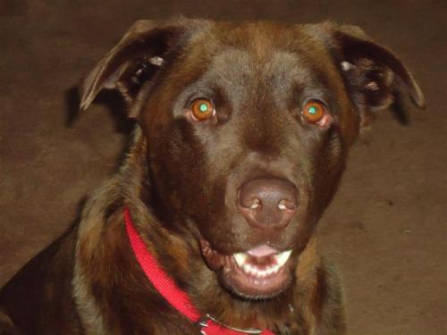 Bo, an adopted Chesapeake Bay Retriever Mix in West Allis, WI_image-1