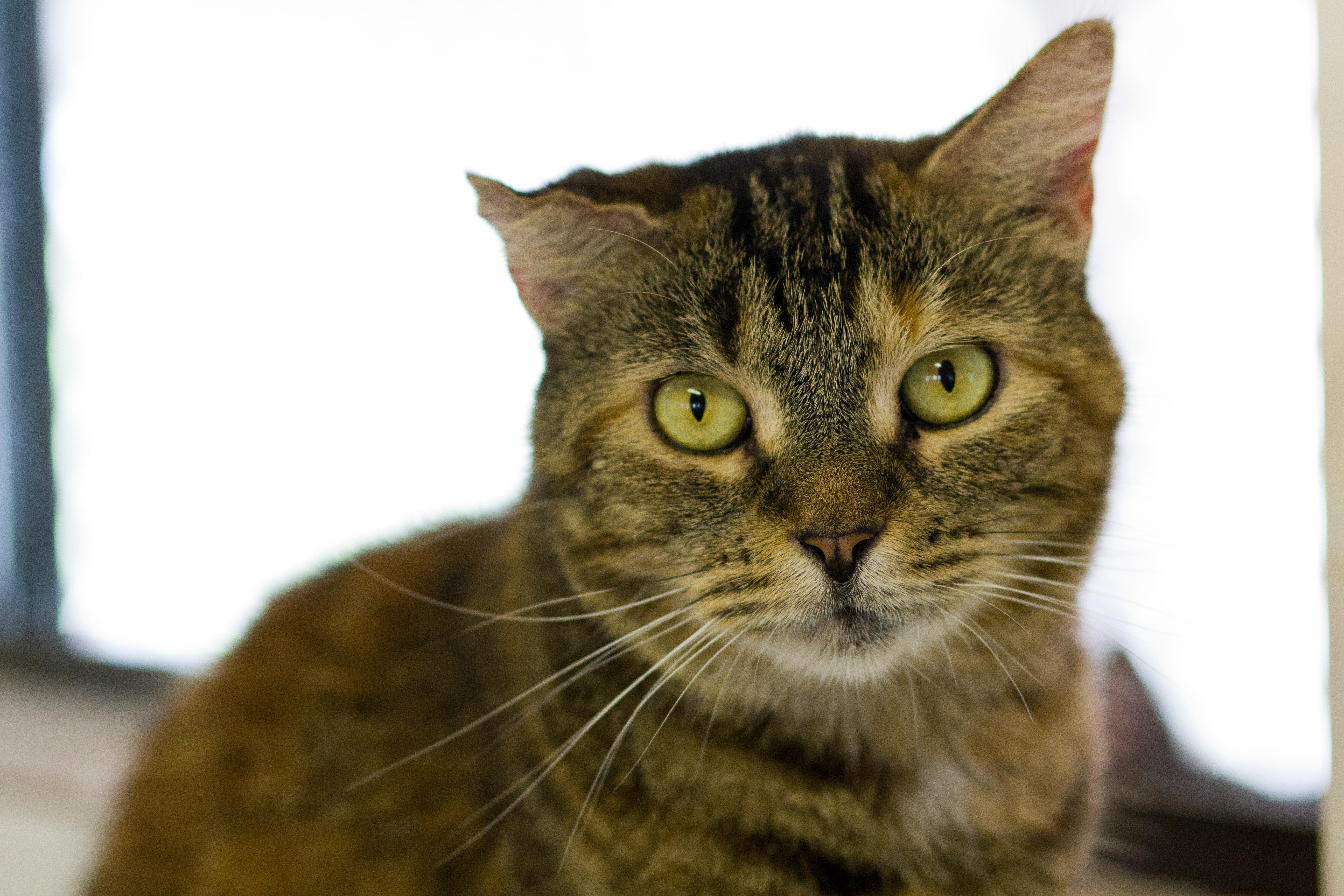Jasmine, an adoptable Domestic Short Hair in Berlin, MD, 21811 | Photo Image 1