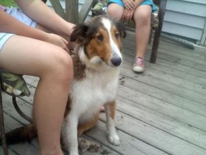 Stormy MISSING IN FORT WAYNE!!, Adult Female unknown
