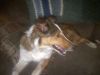 Stormy MISSING IN FORT WAYNE!! photo 2