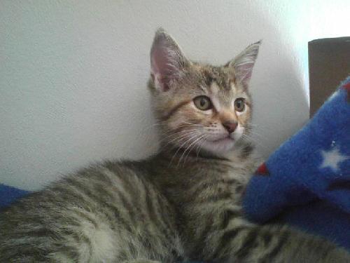 Denia, an adoptable Tabby, Domestic Short Hair in Leitchfield, KY, 42754 | Photo Image 1