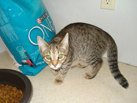 Denia, an adoptable Tabby, Domestic Short Hair in Leitchfield, KY, 42754 | Photo Image 2