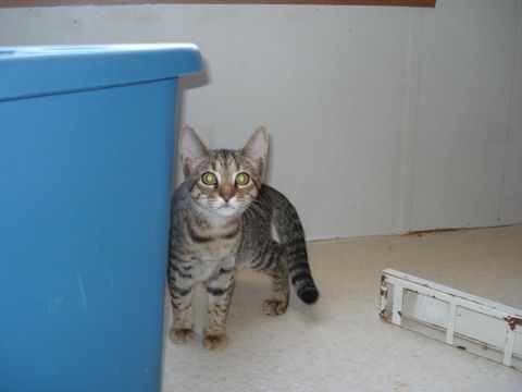 Denia, an adoptable Tabby, Domestic Short Hair in Leitchfield, KY, 42754 | Photo Image 3