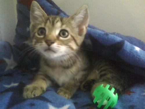 Divine, an adoptable Tabby, Domestic Short Hair in Leitchfield, KY, 42754 | Photo Image 1