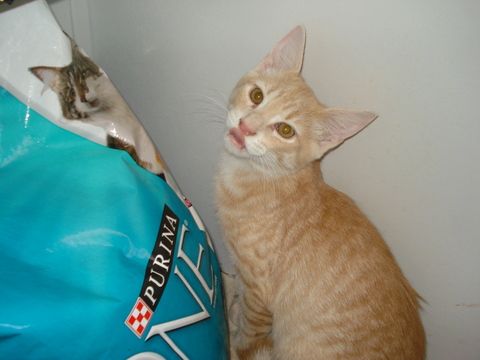 Spark, an adoptable Tabby, Domestic Short Hair in Leitchfield, KY, 42754 | Photo Image 1